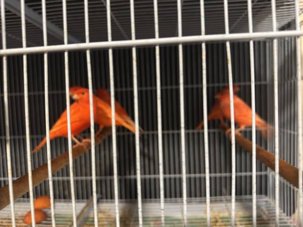 CANARIES RED FACTOR 1