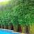 Gracilis Bamboo ~ Premier Clumping Bamboo for Privacy 23 thumbnail