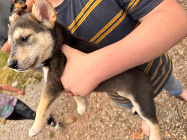 Pequeño cachorro gratis por $10 (Quapaw)63654750122115122