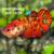 Giant Betta 23 thumbnail