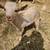 Goat, goats, Livestock, Nigerian goats, Milking goats 3 thumbnail