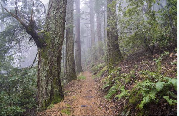 Huddart Park - Skyline Trail Restoration Volunters Needed! (woodside)63683412933635121