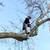 *Tree Climber* / tree trimming & removal 14 thumbnail