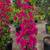 Bougainvillea 5 thumbnail
