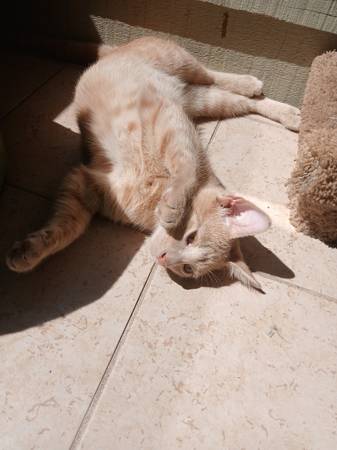 Fostered Male Kitten: Available for adoption to Loving family (Snellville)63922482337667124