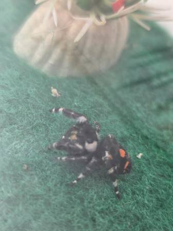 Araña saltarina524436759548405763