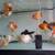 Oranda Goldfish 5 thumbnail