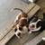 Dog 1 thumbnail