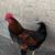 Roosters 6 thumbnail