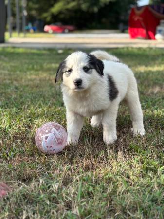 Free puppies (Hillsboro)63660350055427120