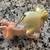 Disney WDCC Ornament - Cupid 6 thumbnail