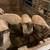 Sheep 3 thumbnail