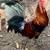 Game and Non-Game Chickens for Sale 7 thumbnail