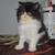 Persian kitties 3 thumbnail