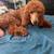 Standard poodle ruby 4 thumbnail