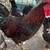 3 roosters 1 thumbnail