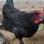 Black copper maran hen laying 1 thumbnail