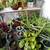 Beautiful plants medicinal, ornamental and sought after plants sale 2 thumbnail