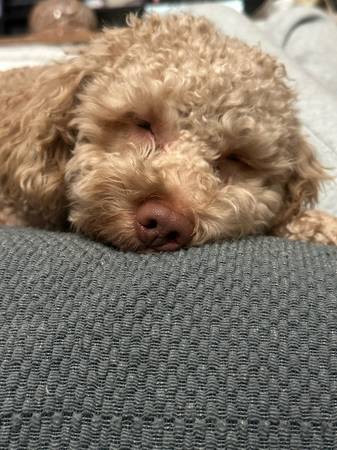 Rehoming a cockapoo (Brooklyn)63996312743811120