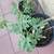 Water Melon Plants 4 thumbnail