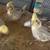 Handfed tame baby cockatiels for rehoming 2 thumbnail