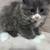 Gray kitty 2 thumbnail