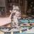 Maine coons 3 thumbnail