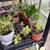 Plants 3 thumbnail