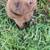 Labrador pups 1 thumbnail
