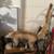 Nice Group of Taxidermy 7 thumbnail
