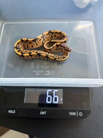 Rehoming ball pythons (Gibsonton)64002722889474124