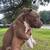 Lilac & Chocolate extreme bullie pups 3 thumbnail