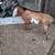 Billy goats 2 thumbnail