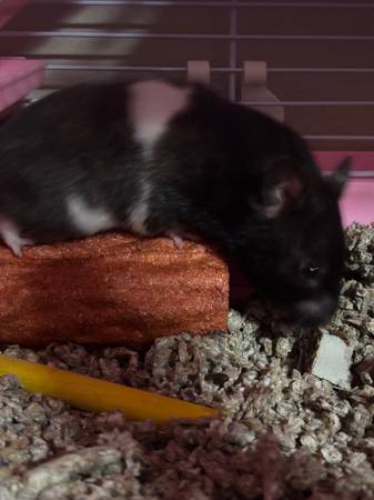 Hamster and supplies63843456192387123