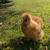 Buff Silkie Rooster 4 thumbnail