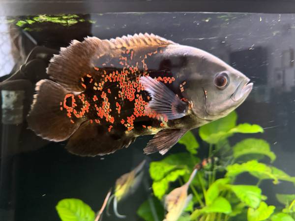 2 free fish 1