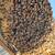 Colmena De Abejas Italianas Pequeña Nuc Nuclei Nucleo de abejas de mie 6 thumbnail