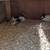 Holland lop breeding pair and 2 baby rabbits 1 thumbnail