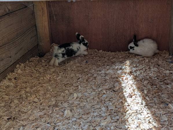 Holland lop breeding pair and 2 baby rabbits 1