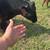Cows 6 thumbnail