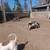 Kune Kune/potbelly piglets 3 thumbnail