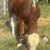 Braford Bull 10 thumbnail