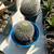 Succulents 3 thumbnail