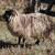 Shetland Rams 2 thumbnail