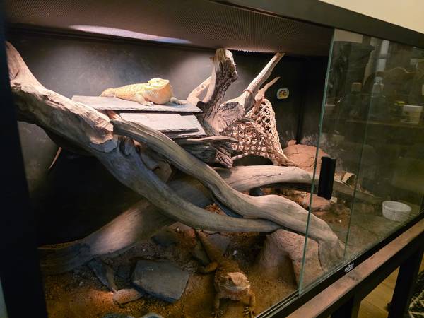 3 rare bearded dragons in 2 XL enclosures (Killeen)63839344758913123