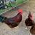 Rhode Island red egg laying 2 thumbnail