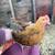Chickens 1 thumbnail