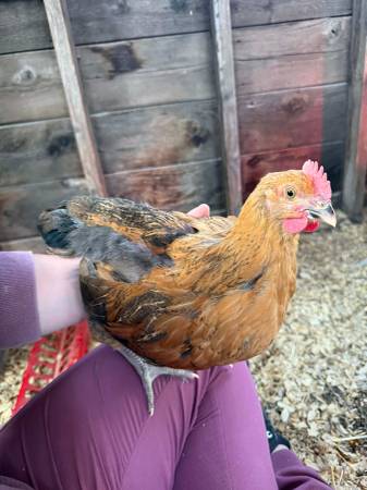 Chickens 1