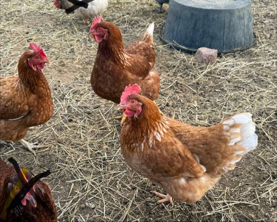 5 Golden Coment hens 1