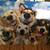 Pet Related Housing Issues? Pet / Sitting / Boarding short/long term 1 thumbnail